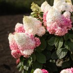 Hortenzia metlinatá (Hydrangea paniculata) ´LIVING RED VELVET®´ by LIVING CREATIONS® - výška 20-30 cm, kont. C1,5L